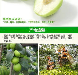 云南元謀 甜蜜滋味，新鮮直達——蜜棗與大青棗的味蕾盛宴