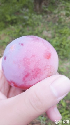 【農人直供】酸甜可口，一口咬下當季鮮！—— 原產地直發黃肉紅布林李子品鑒